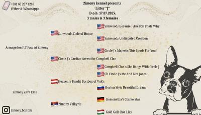 Boston terrier puppies - Vienna Dogs, Puppies