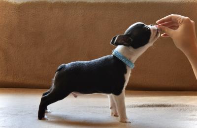 Boston terrier puppies - Vienna Dogs, Puppies