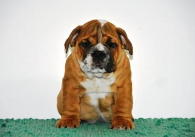 Englische Bulldogge