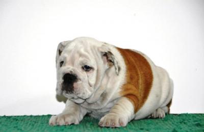 Englische Bulldogge - Frankfurt (Main) Dogs, Puppies