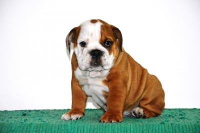 Englische Bulldogge - Frankfurt (Main) Dogs, Puppies