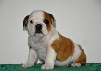Englische Bulldogge - Frankfurt (Main) Dogs, Puppies