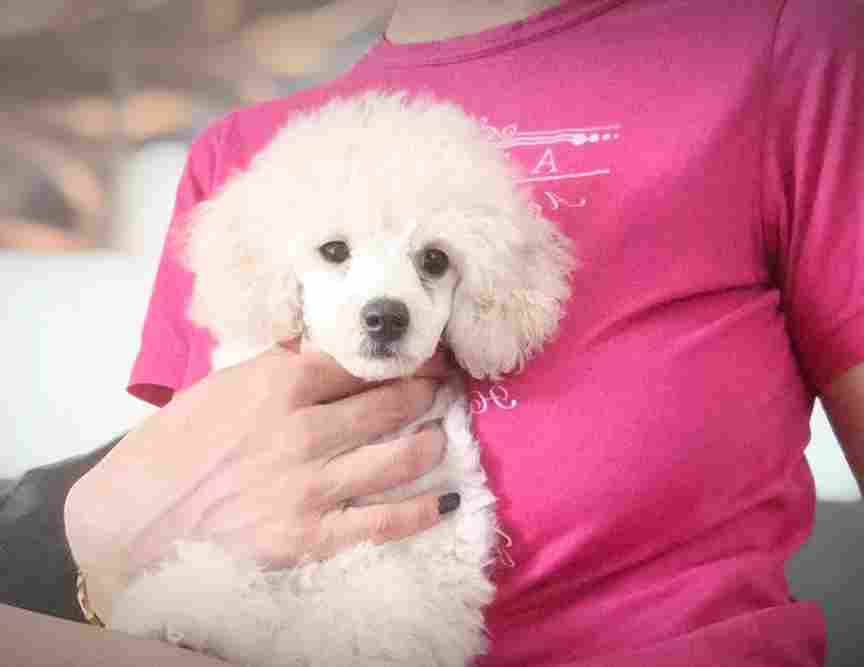 Top poodle puppies - Vienna Dogs, Puppies
