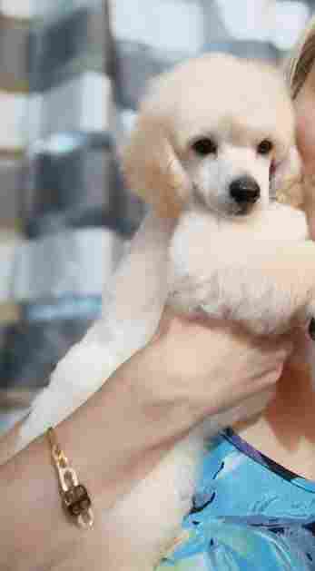 Top poodle puppies - Vienna Dogs, Puppies