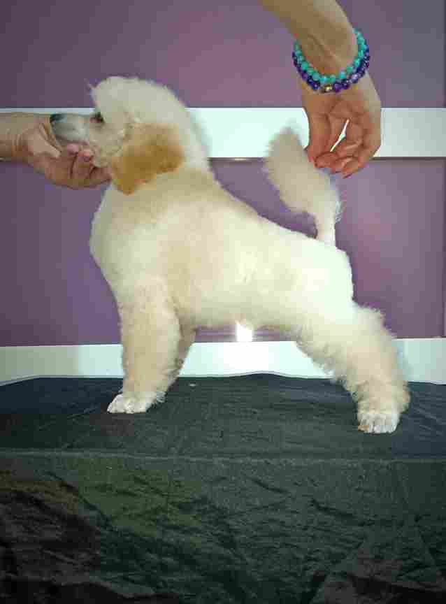 Top poodle puppies - Vienna Dogs, Puppies