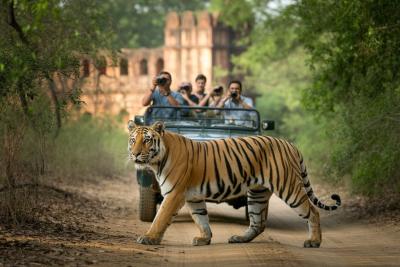 Jaipur Ranthambore Tour Discover Palaces Tigers and Timeless Culture
