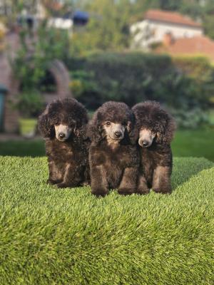 Offered gray poodle - Vienna Dogs, Puppies