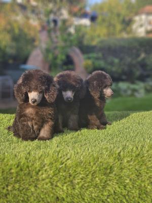 Offered gray poodle - Vienna Dogs, Puppies