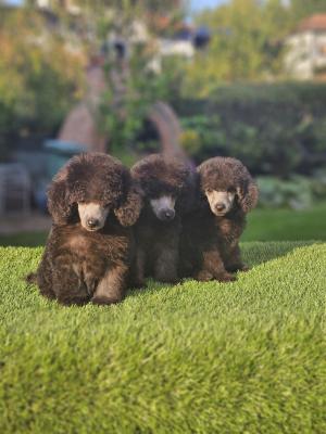 Offered gray poodle - Vienna Dogs, Puppies