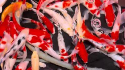 Jardini Arowana For Sale 