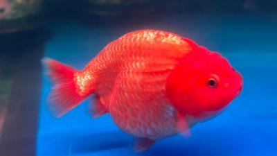 Fahaka Puffer For Sale  