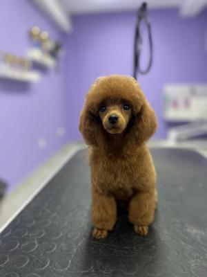  Toy poodle