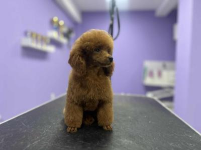  Toy poodle - Vienna Dogs, Puppies