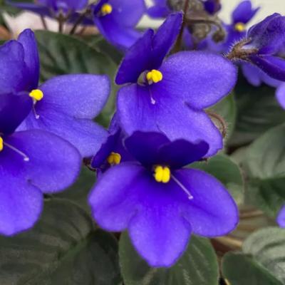 LED Light For African Violet Seeds Growth