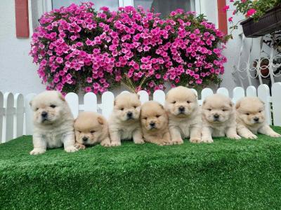 Chow Chow cau cau Puppies
