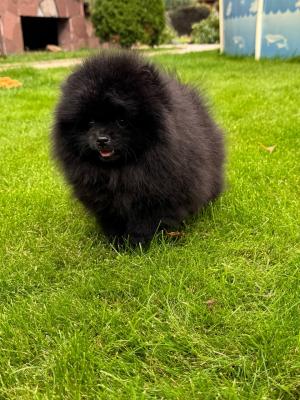 Pomeranian puppies  - Ciudad Guayana Dogs, Puppies