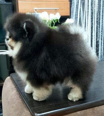 Pomeranian puppies WhatsApp +16063318962 - Hamburg Dogs, Puppies