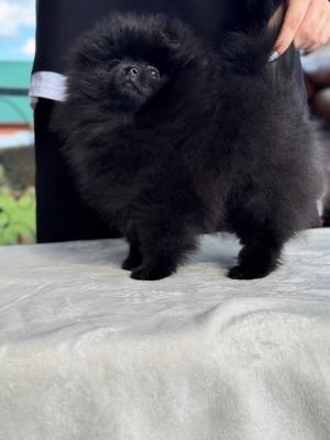 Pomeranian puppies WhatsApp +16063318962 - Hamburg Dogs, Puppies