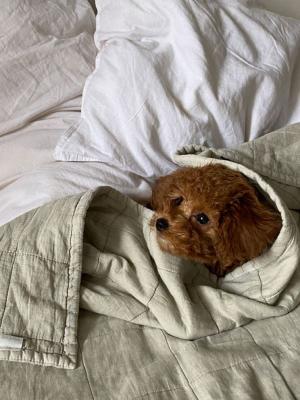 Toypudelwelpen verfügbar  - Berlin Dogs, Puppies