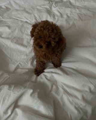 Toypudelwelpen verfügbar 