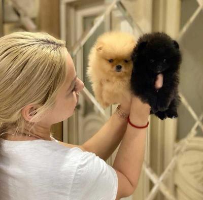 2 beautiful Pomeranian puppies. Business WhatsApp: +37256348129