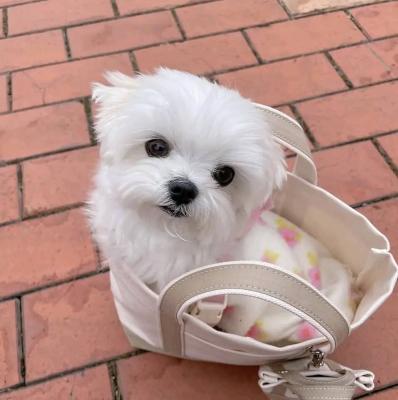 Beautiful Maltese puppies... - Vienna Dogs, Puppies