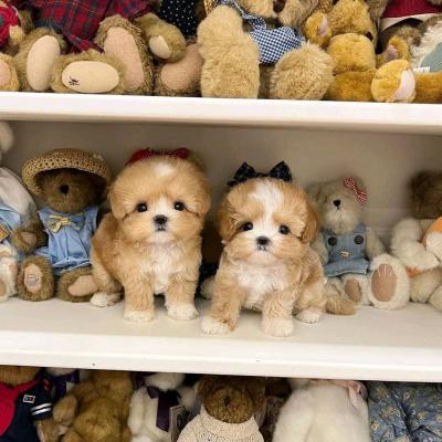 Beautiful Maltipoo puppies for sale. Business WhatsApp: +37256348129