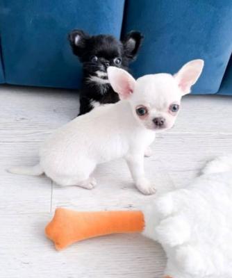 Male & Female Chihuahua Puppies for Sale Business WhatsApp +37256348129