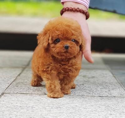 Beautiful toy poodle puppies for sale. Business WhatsApp: +37256348129