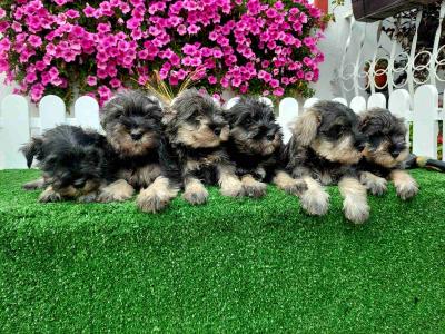 Miniature Schnauzers