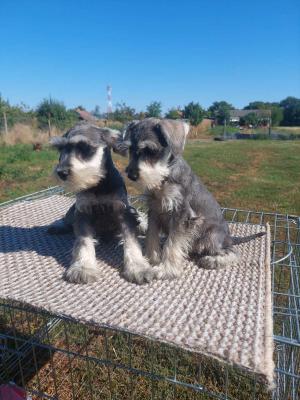 Miniature Schnauzers - Vienna Dogs, Puppies