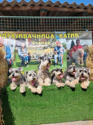 Miniature Schnauzers - Vienna Dogs, Puppies
