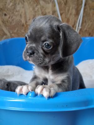 Exotic pug - Vienna Dogs, Puppies