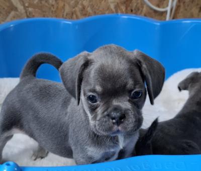 Exotic pug - Vienna Dogs, Puppies