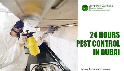 24 hours pest control in Dubai