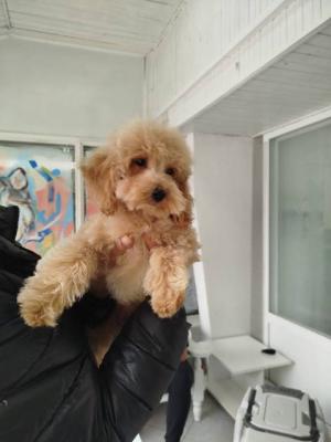 Zwergpudelwelpen - Vienna Dogs, Puppies