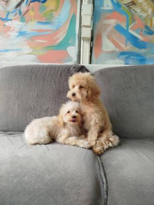 Zwergpudelwelpen - Vienna Dogs, Puppies