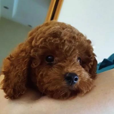 Red poodles  - Vienna Dogs, Puppies
