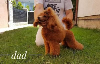 Red poodles  - Vienna Dogs, Puppies