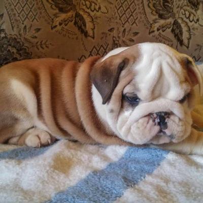 English Bulldog puppies. - Las Vegas Dogs, Puppies