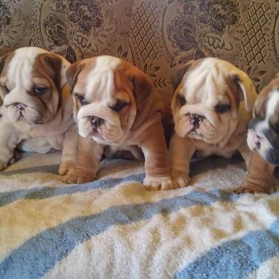 English Bulldog puppies. - Las Vegas Dogs, Puppies