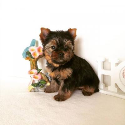 Amazing Yorkie puppies - Sydney Dogs, Puppies