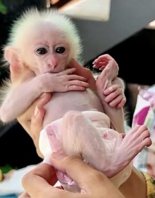 Capuchin monkeys  - Sydney Other