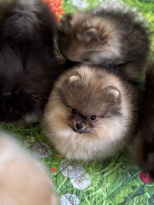 Pomeranian puppies 