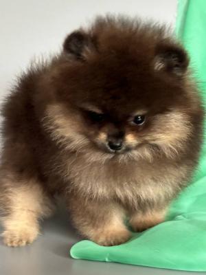 Pomeranian puppies  - Sydney Dogs, Puppies