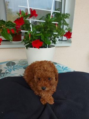 Toy teacup red poodle - Vienna Dogs, Puppies