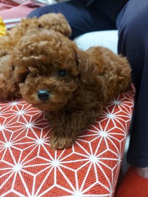 Toy teacup red poodle - Vienna Dogs, Puppies