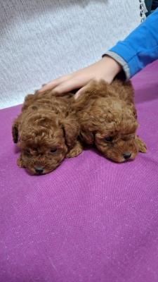 Toy teacup red poodle - Vienna Dogs, Puppies