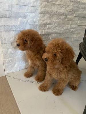 ToyPoodle puppies  - New York Dogs, Puppies