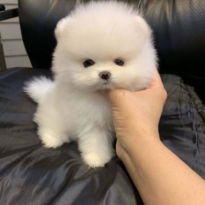 pomeranian puppies  - Toluca Dogs, Puppies